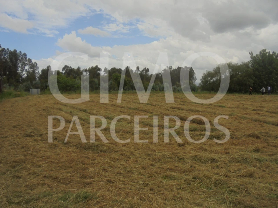 Terreno para Venda em Oiã Foto 4