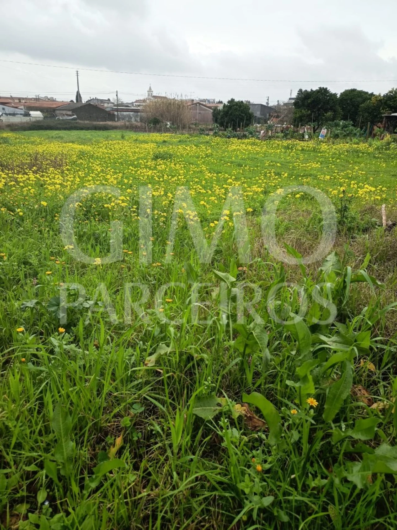 Terreno para Venda em Fermentelos Foto 15