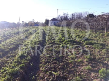 Terreno para Venda em Bustos, Troviscal e Mamarrosa