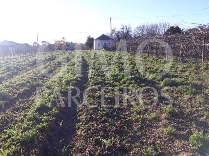 Terreno para Venda em Bustos, Troviscal e Mamarrosa Foto 1