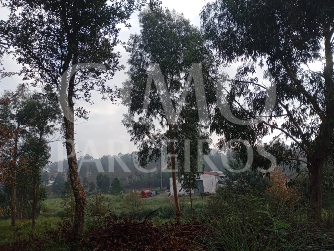 Terreno para Venda em Oiã Foto 2