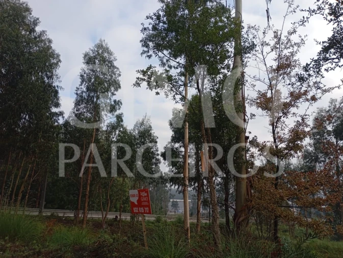 Terreno para Venda em Oiã Foto 4