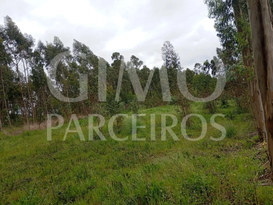 Terreno para Venda em Oiã Foto 6