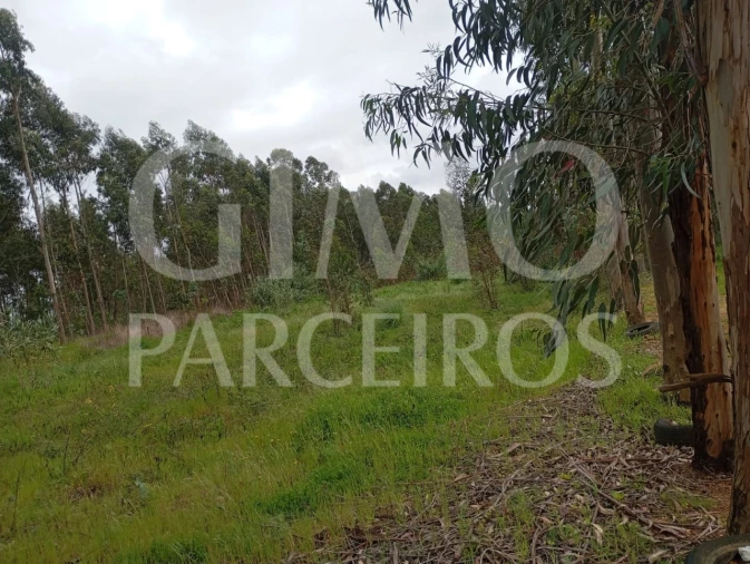 Terreno para Venda em Oiã Foto 13