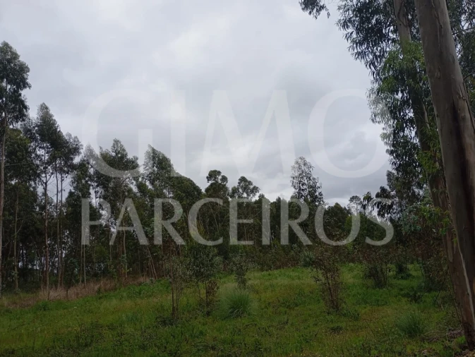 Terreno para Venda em Oiã Foto 15