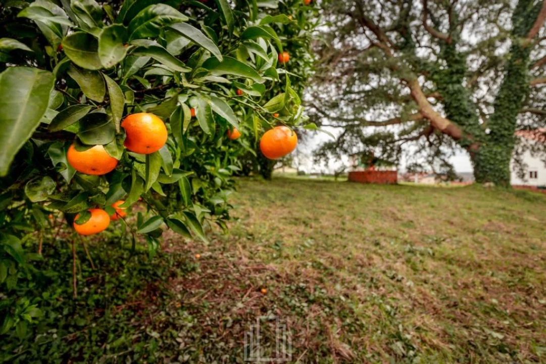 Terreno para Venda em Salreu Foto 5