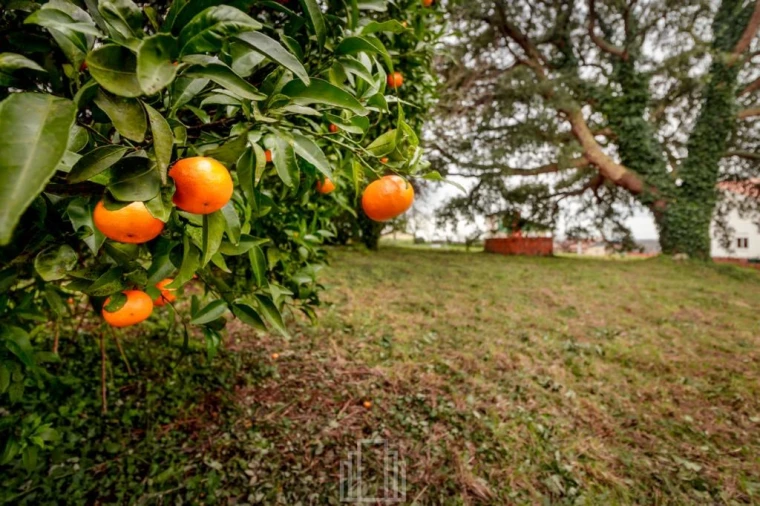 Terreno para Venda em Salreu Foto 5