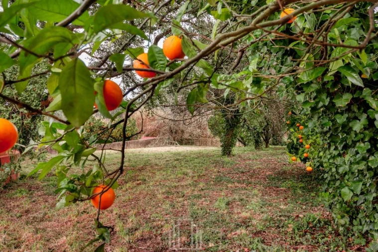 Terreno para Venda em Salreu Foto 9