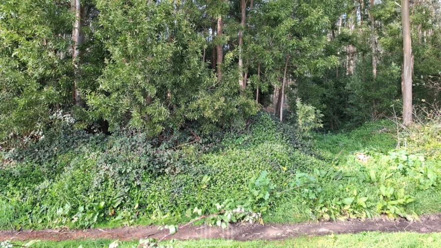 Terreno Agricola ou Rústico para Venda em Ovar, São João, Arada e São Vicente de Pereira Jusã Foto 4