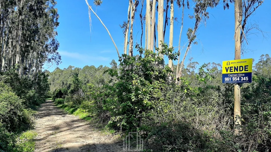 Terreno Agricola ou Rústico para Venda em Ovar, São João, Arada e São Vicente de Pereira Jusã Foto 2