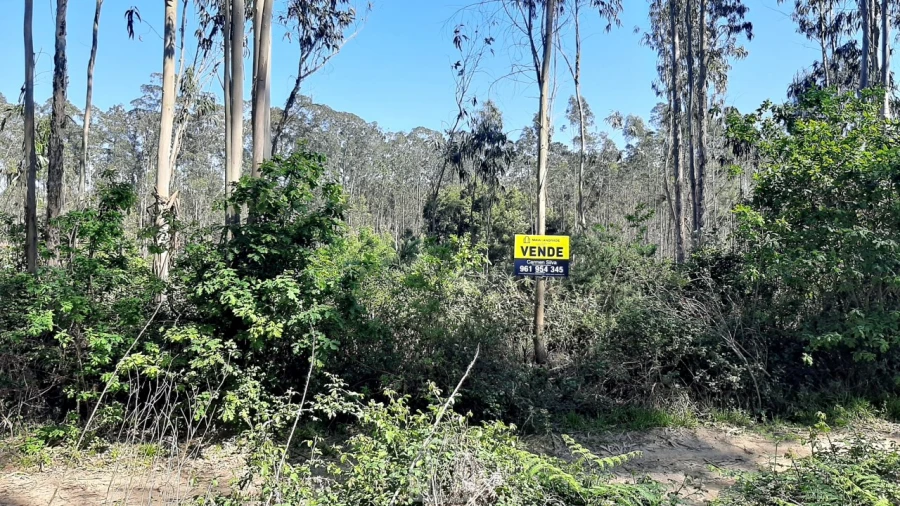Terreno Agricola ou Rústico para Venda em Ovar, São João, Arada e São Vicente de Pereira Jusã Foto 5