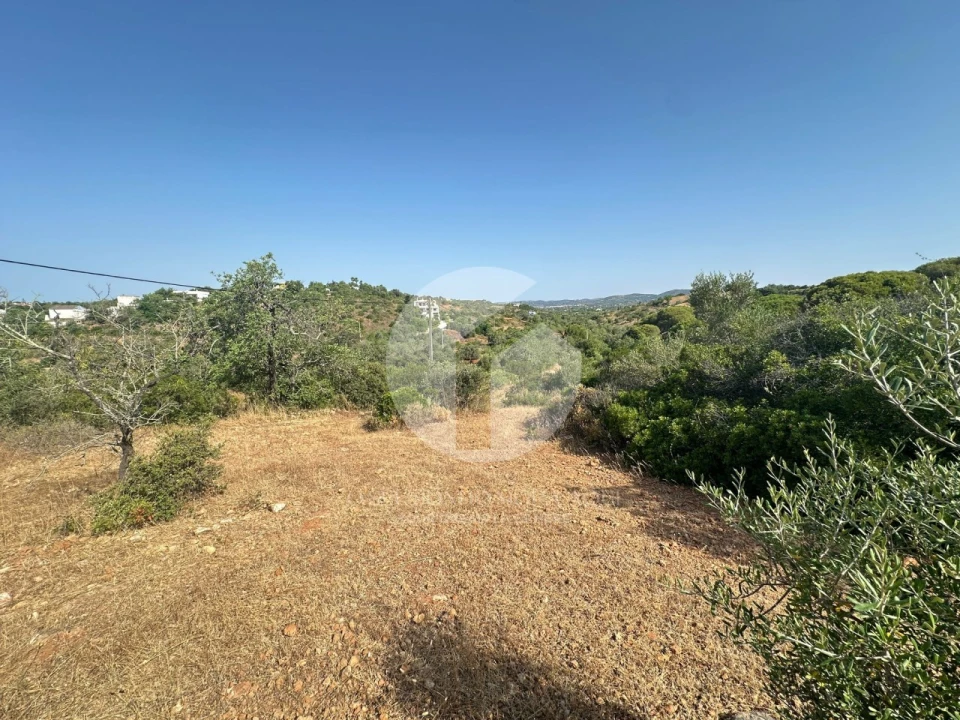 Terreno Agricola ou Rústico para Venda em Pechão Foto 4