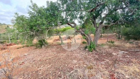 Terreno Agricola ou Rústico para Venda em Pechão