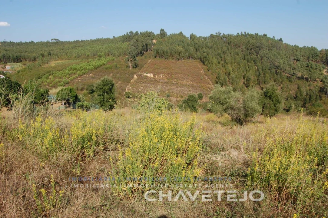 Terreno para Venda em São Pedro de Tomar Foto 4