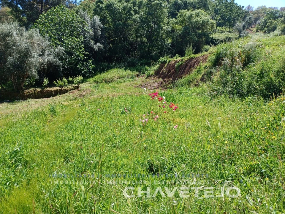 Terreno Agricola ou Rústico para Venda em Serra e Junceira Foto 2