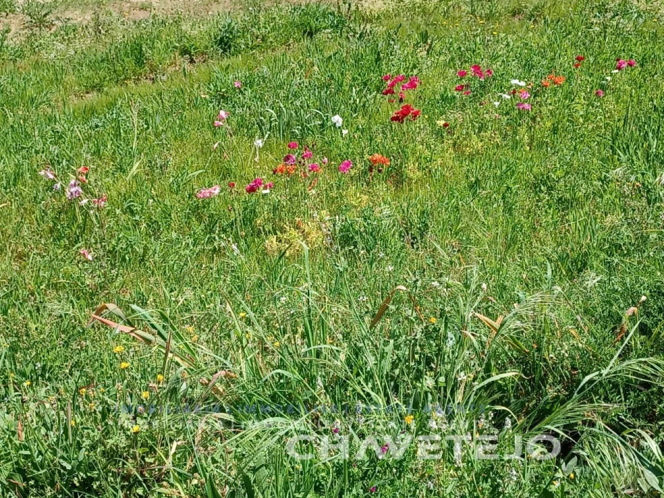 Terreno Agricola ou Rústico para Venda em Serra e Junceira Foto 7