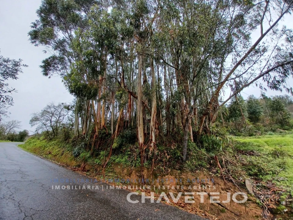 Terreno Agricola ou Rústico para Venda em Areias e Pias Foto 3