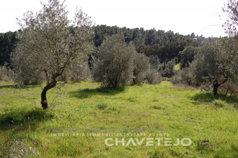 Terreno para Venda em Olalhas Foto 1