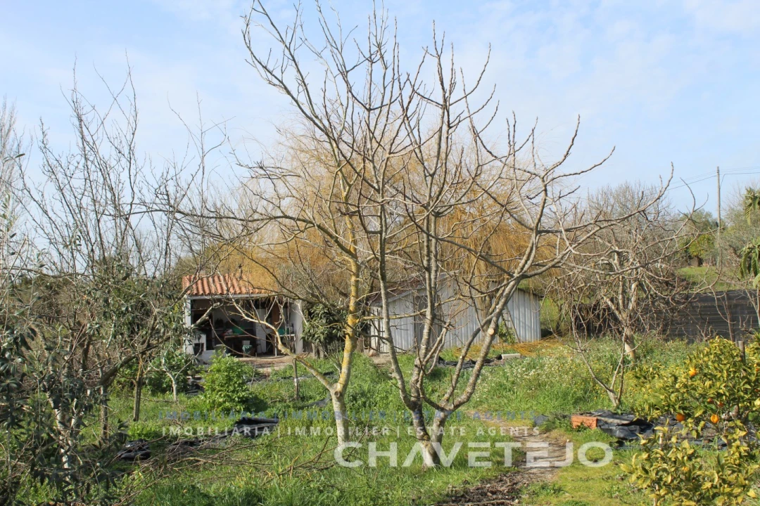 Terreno Agricola ou Rústico para Venda em São João Baptista e Santa Maria dos Olivais Foto 5