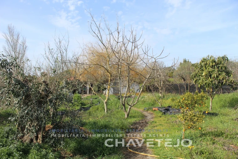 Terreno Agricola ou Rústico para Venda em São João Baptista e Santa Maria dos Olivais Foto 3