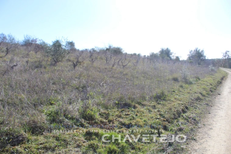 Terreno Agricola ou Rústico para Venda em Chãos Foto 4
