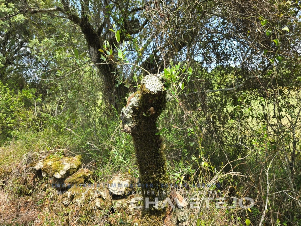 Moradia T2 para Venda em Areias e Pias Foto 22