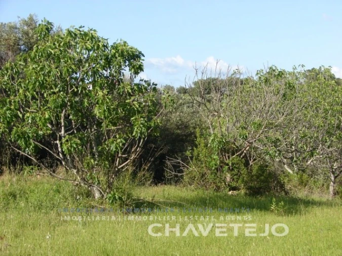 Terreno para Venda em Olaia e Paço Foto 5