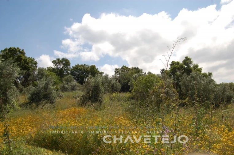 Terreno Agricola ou Rústico para Venda em Olalhas Foto 2