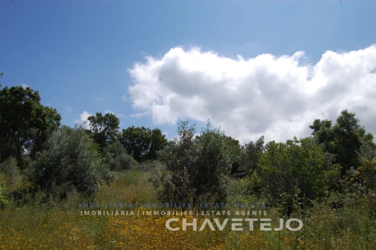 Terreno Agricola ou Rústico para Venda em Olalhas Foto 1
