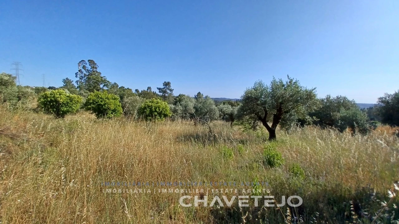 Terreno para Venda em São Pedro de Tomar Foto 9