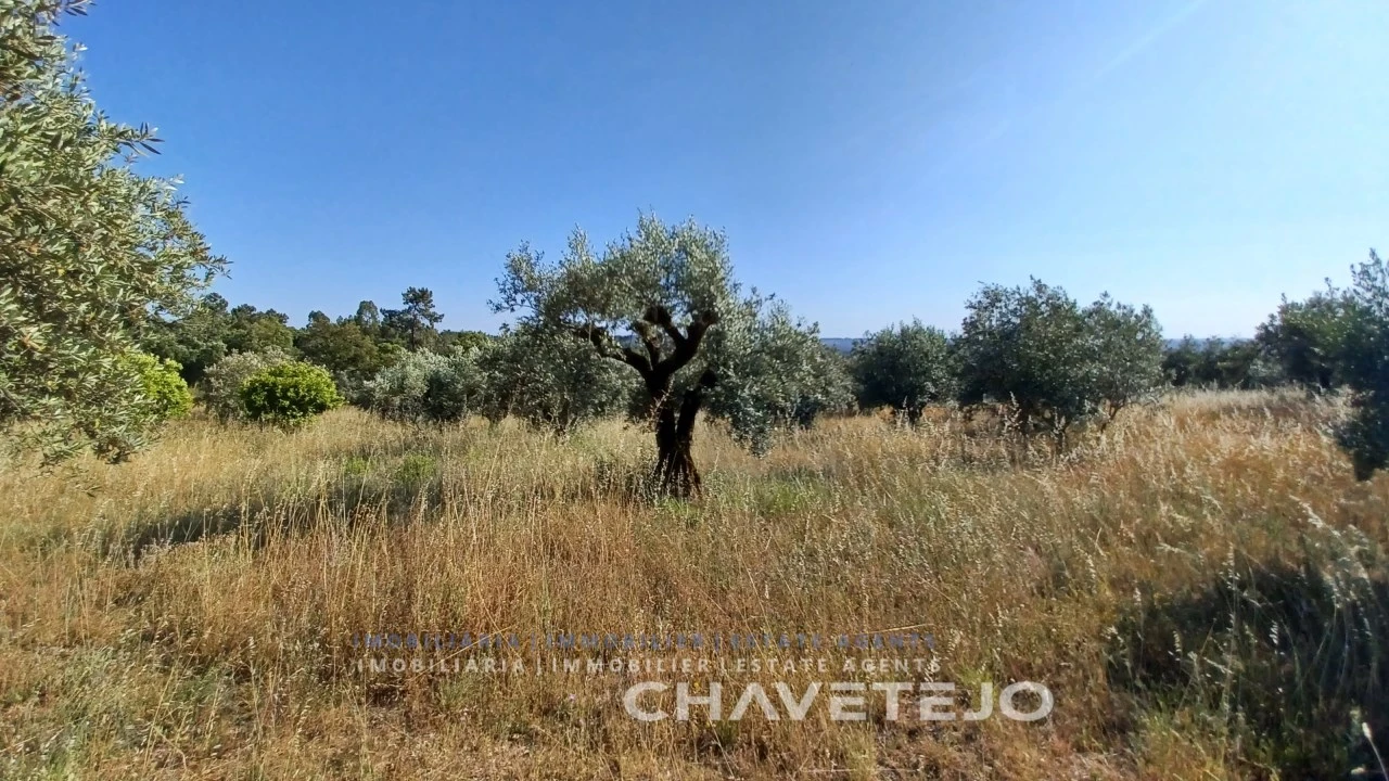 Terreno para Venda em São Pedro de Tomar Foto 10
