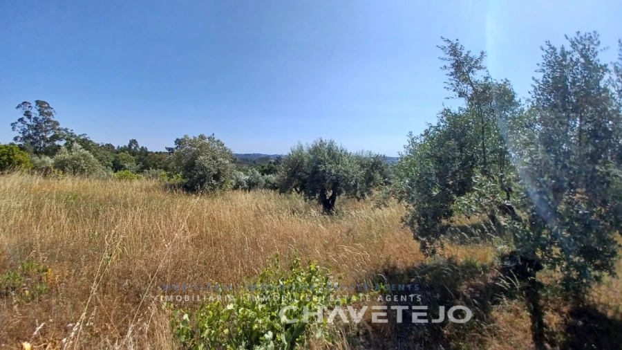 Terreno para Venda em São Pedro de Tomar Foto 5