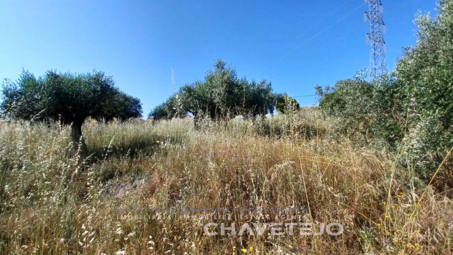 Terreno para Venda em São Pedro de Tomar Foto 6