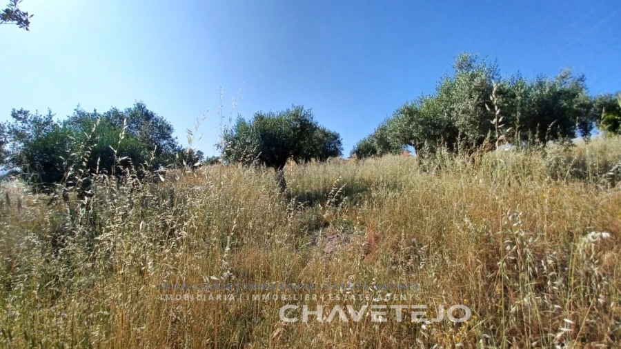 Terreno para Venda em São Pedro de Tomar Foto 8