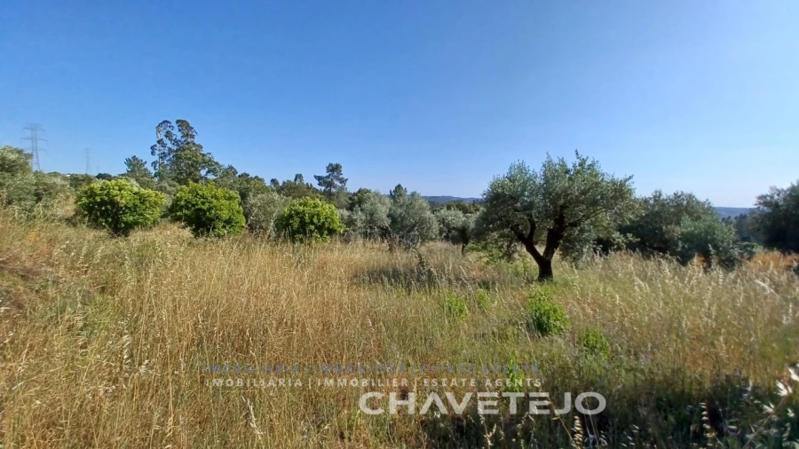 Terreno para Venda em São Pedro de Tomar Foto 9