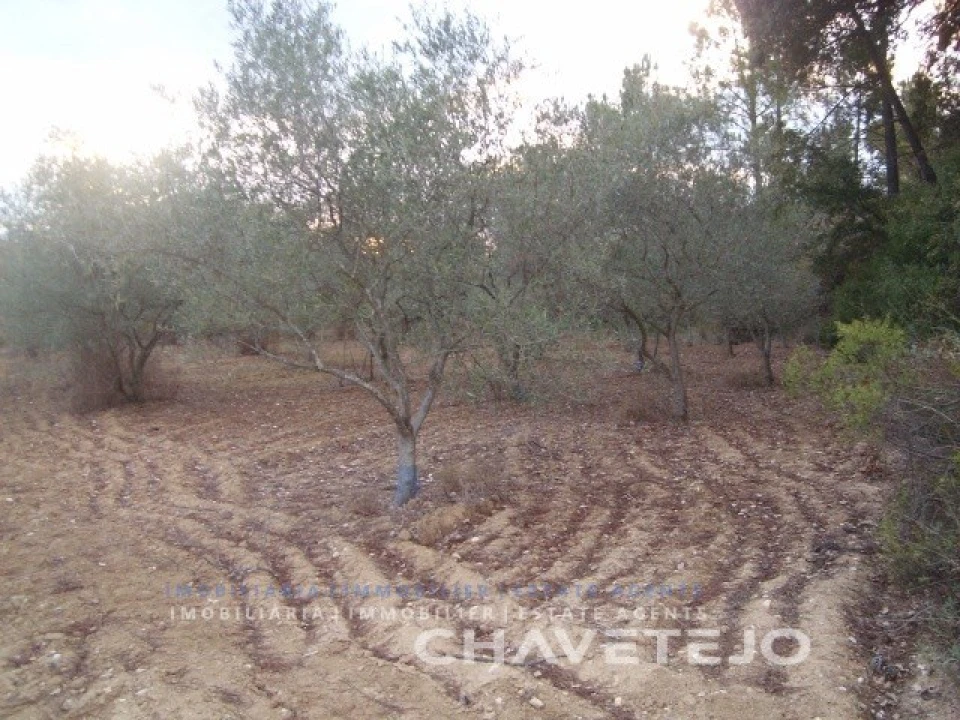 Terreno para Venda em Paialvo Foto 1