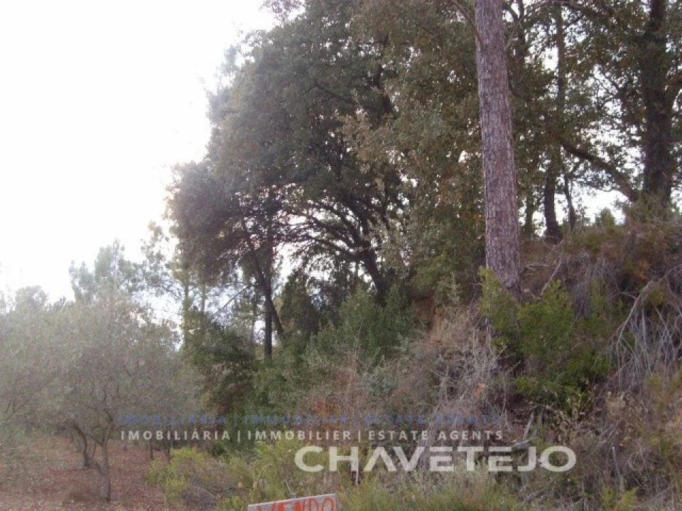 Terreno para Venda em Paialvo Foto 3