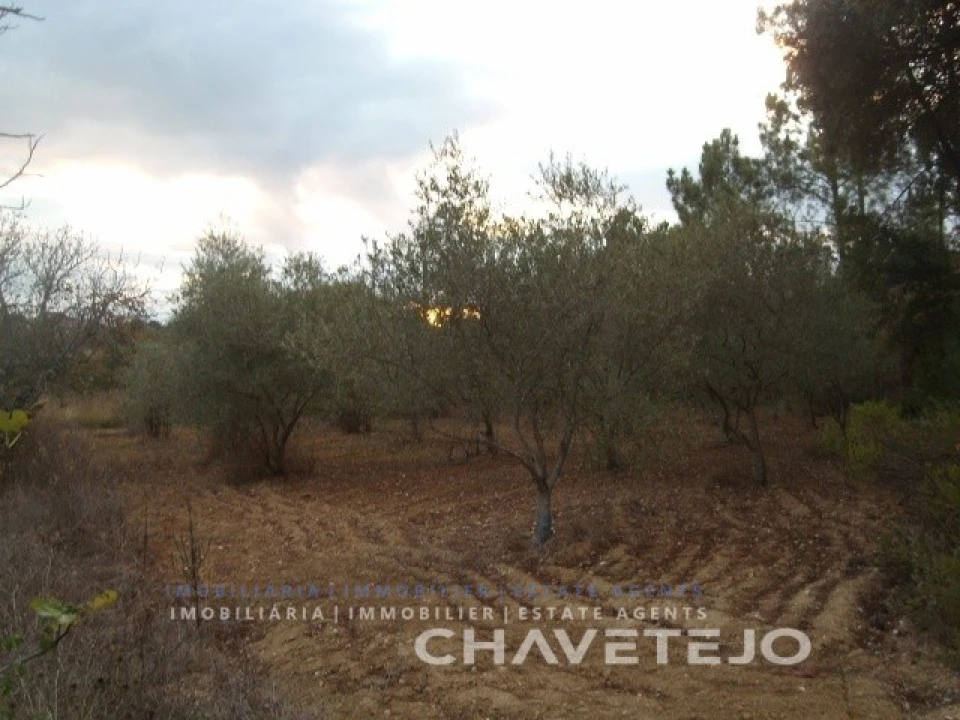 Terreno para Venda em Paialvo Foto 5
