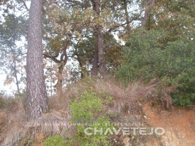 Terreno para Venda em Paialvo Foto 4