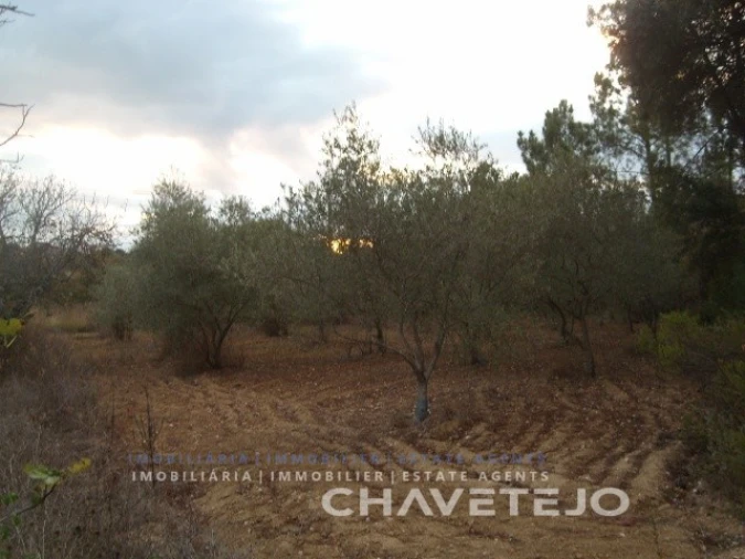 Terreno para Venda em Paialvo Foto 5