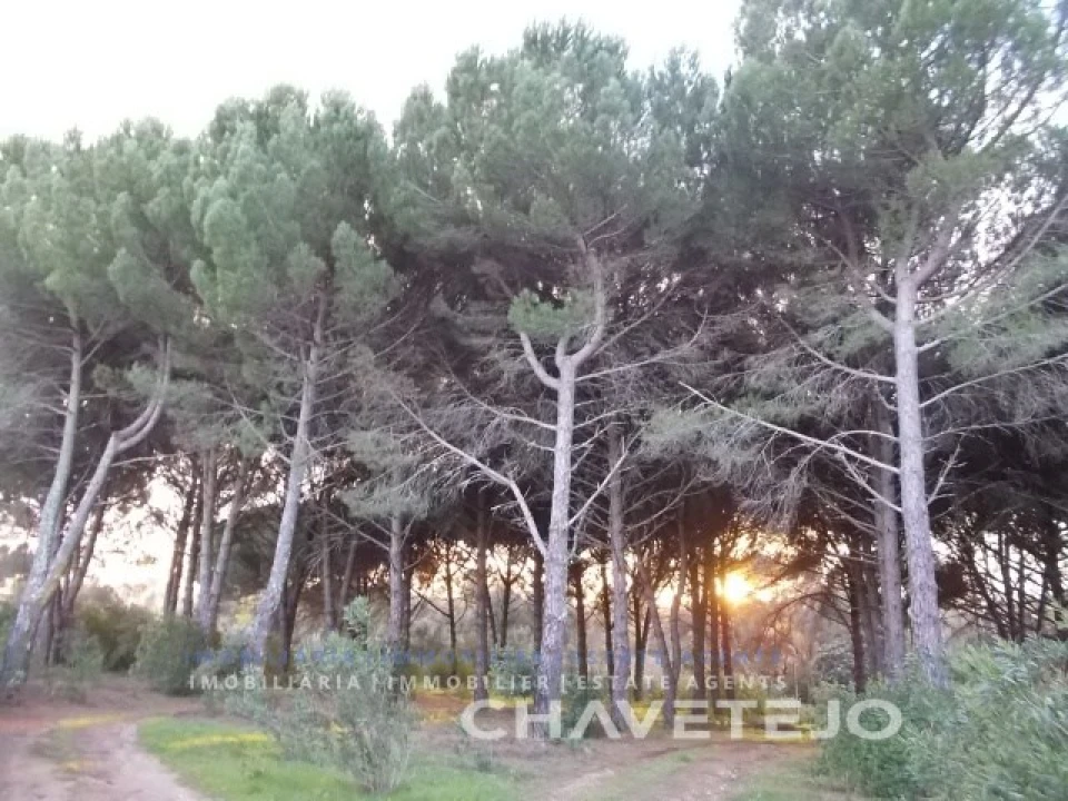 Terreno para Venda em São João Baptista e Santa Maria dos Olivais Foto 10