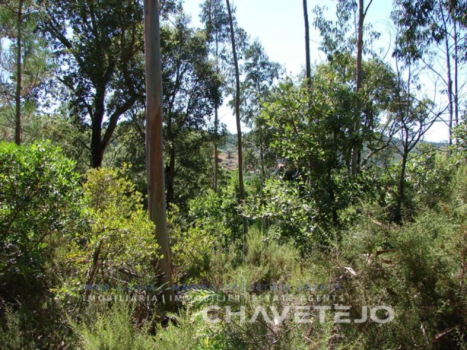 Terreno para Venda em Serra e Junceira Foto 5