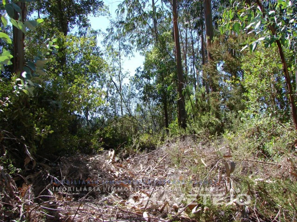 Terreno para Venda em Serra e Junceira Foto 6