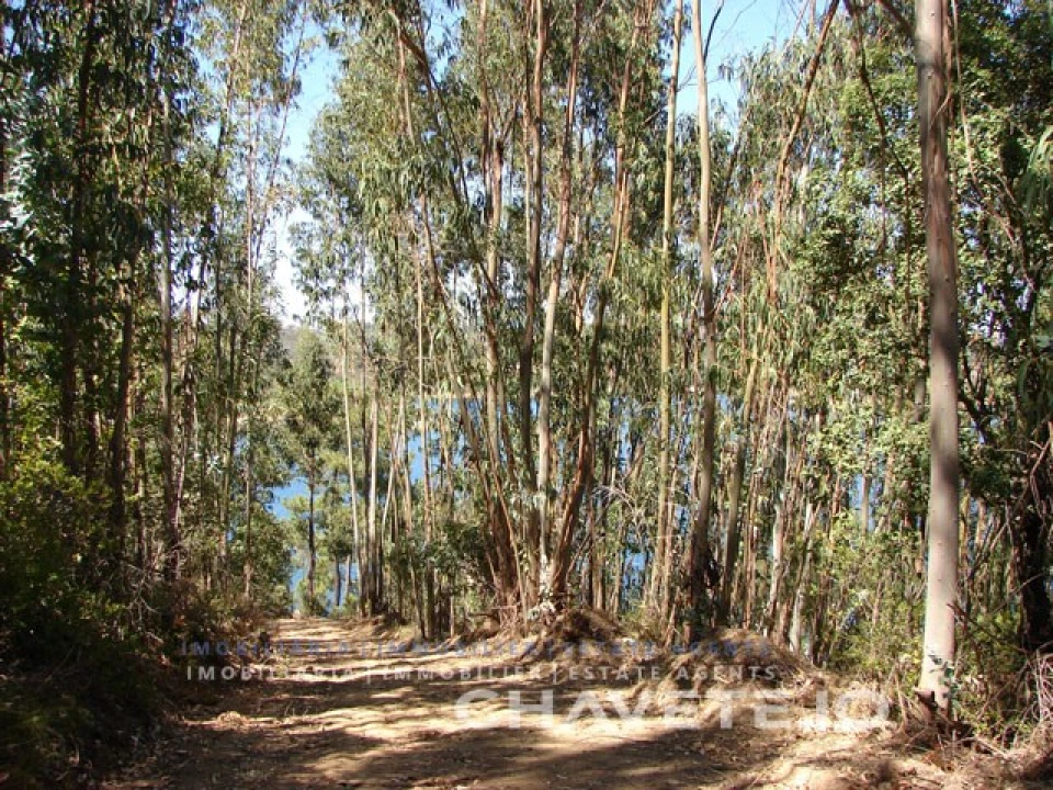 Terreno para Venda em Serra e Junceira Foto 7