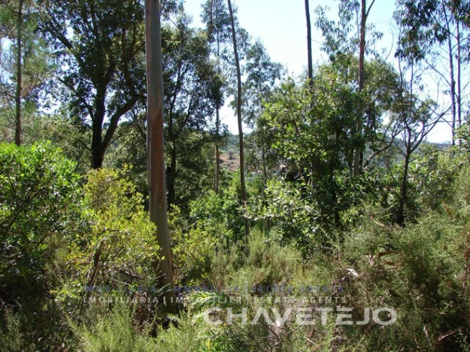 Terreno para Venda em Serra e Junceira Foto 5