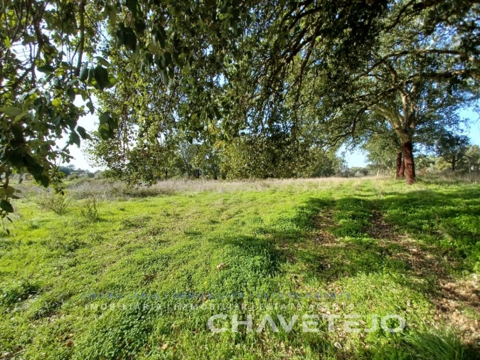 Terreno Agricola ou Rústico para Venda em Casais e Alviobeira Foto 15