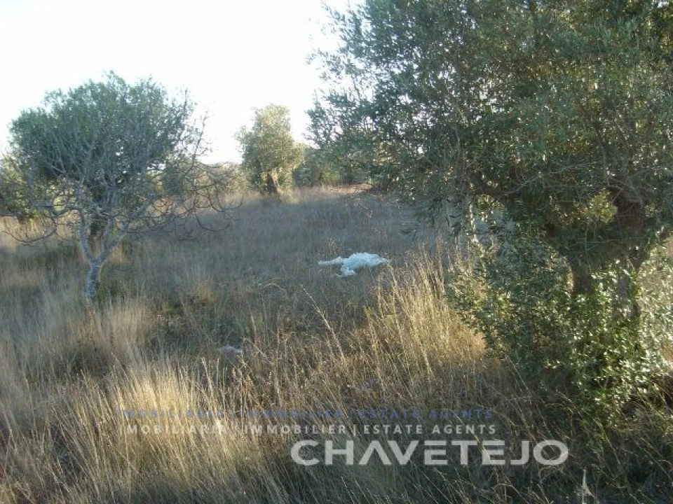 Terreno para Venda em Olaia e Paço Foto 5