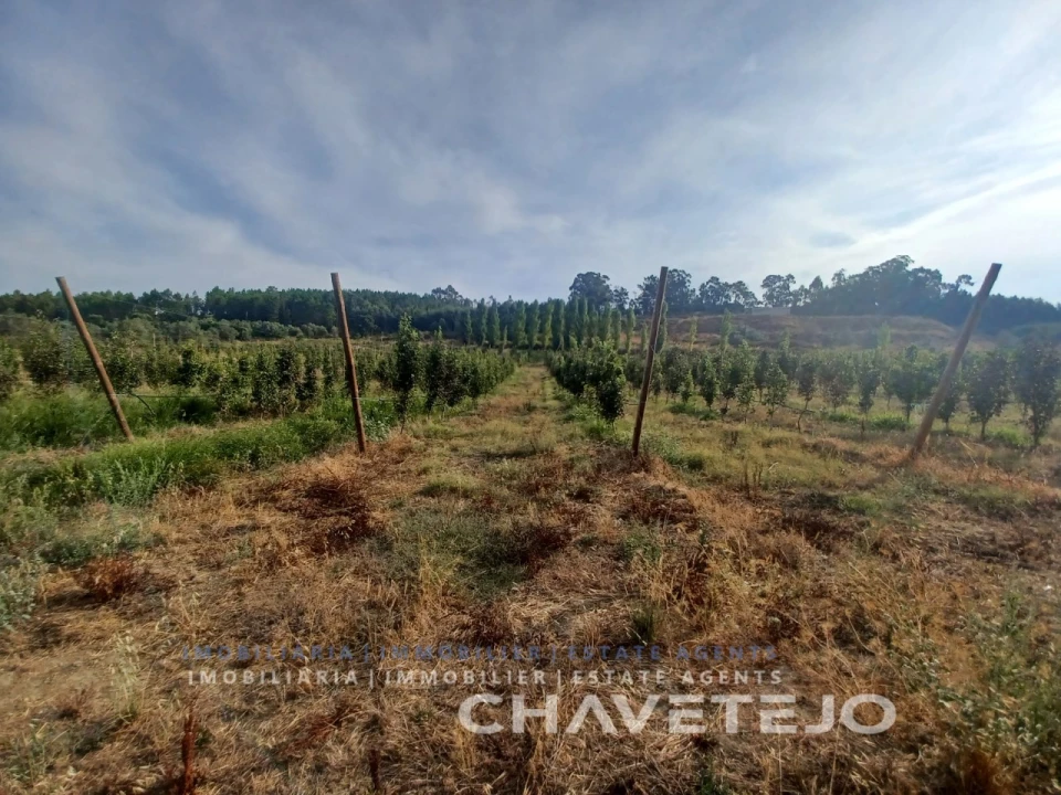 Quinta para Venda em Serra e Junceira Foto 4