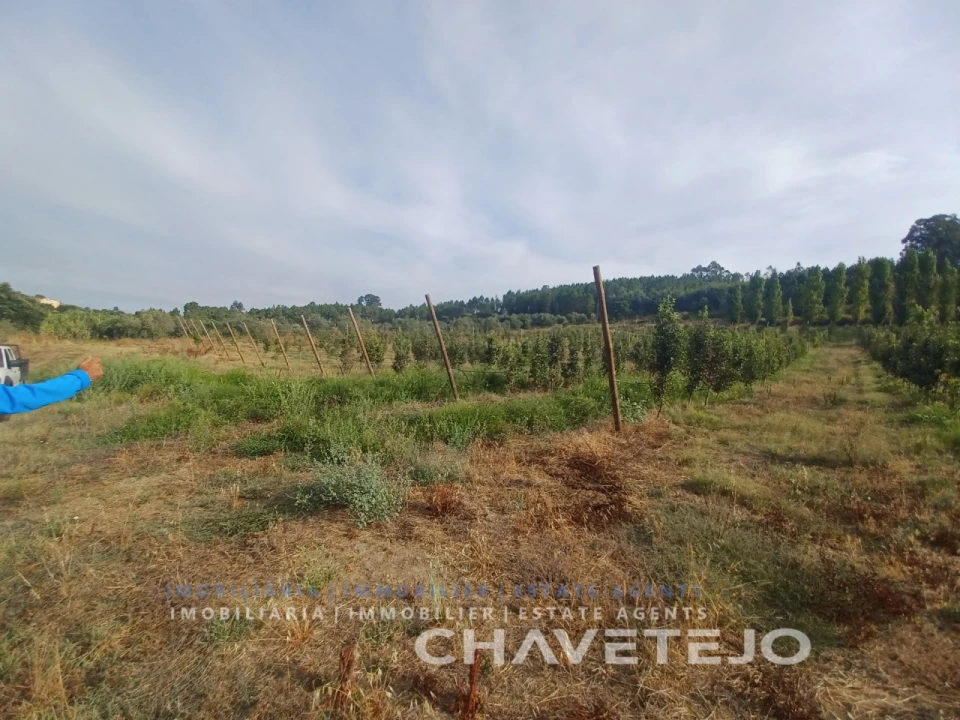 Quinta para Venda em Serra e Junceira Foto 13