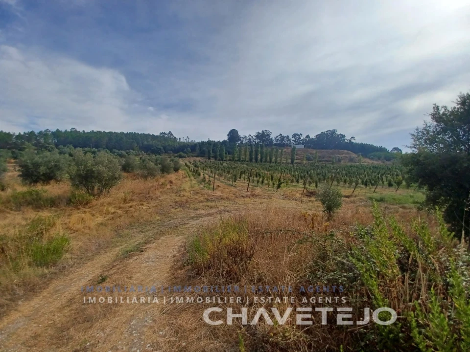 Quinta para Venda em Serra e Junceira Foto 19